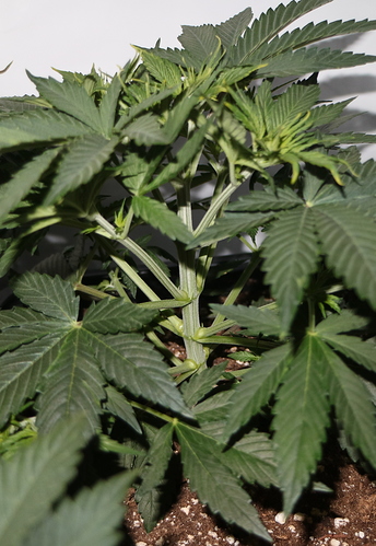 Growreport Bild 4