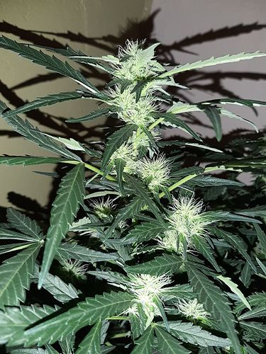 Growreport Bild 23