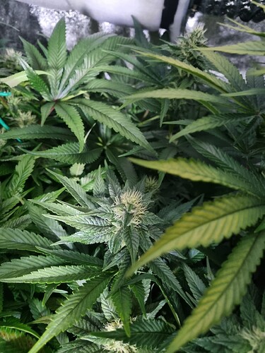 Growreport Bild 45