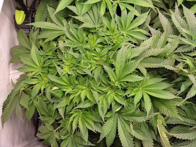 Growreport Bild 13