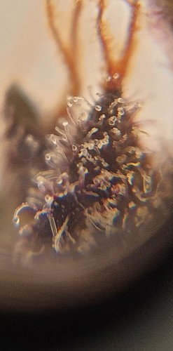 Growreport Bild 7