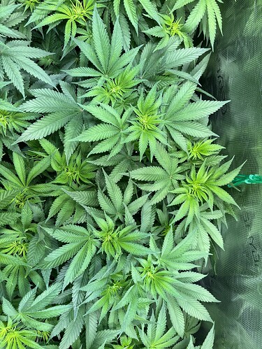 Growreport Bild 18