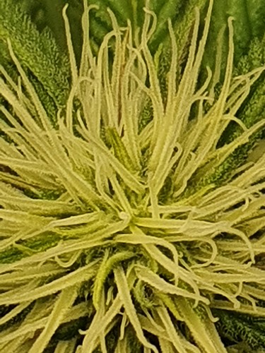 Growreport Bild 6