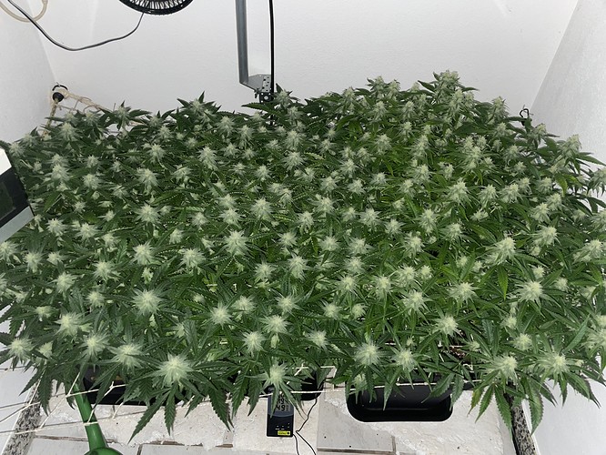 Growreport Bild 11