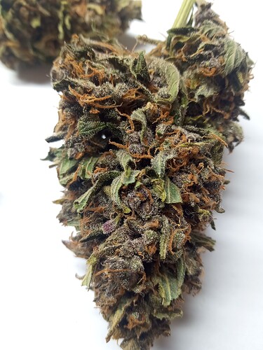 Growreport Bild 4