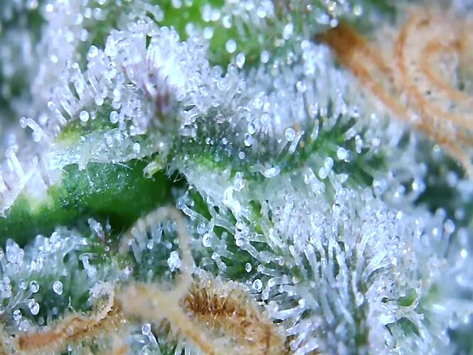 Growreport Bild 6