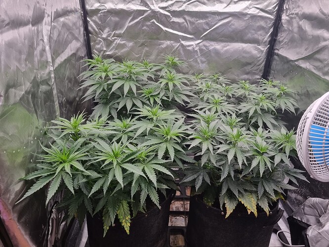 Growreport Bild 9