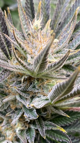 Growreport Bild 34