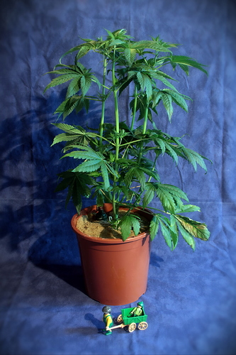 Growreport Bild 5