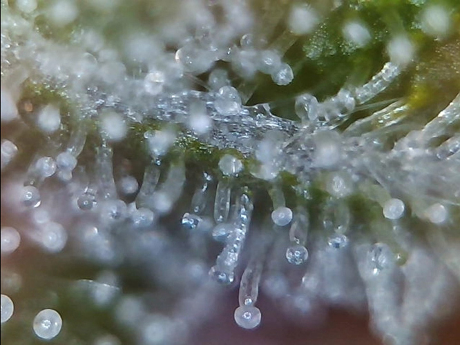Growreport Bild 25
