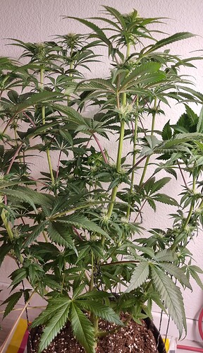 Growreport Bild 2