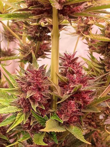 Growreport Bild 3