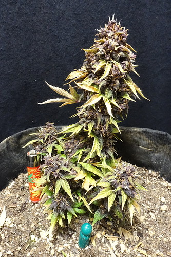 Growreport Bild 1