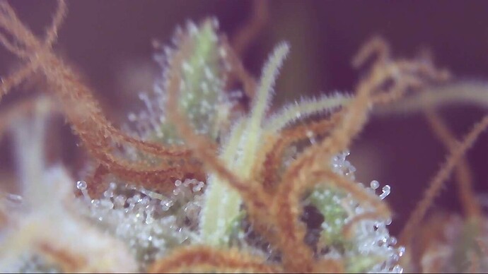 Growreport Bild 13