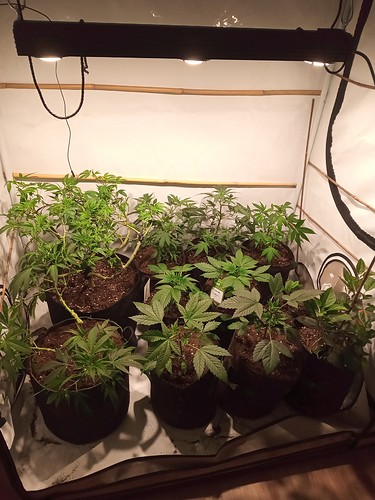 Growreport Bild 72