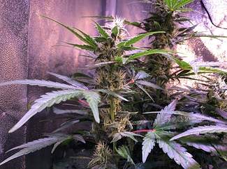 Growreport Bild 5