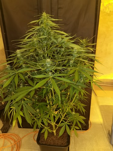 Growreport Bild 7