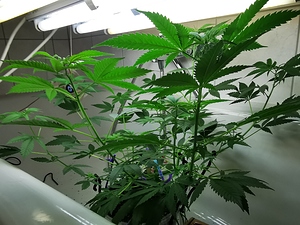 Growreport Bild 6