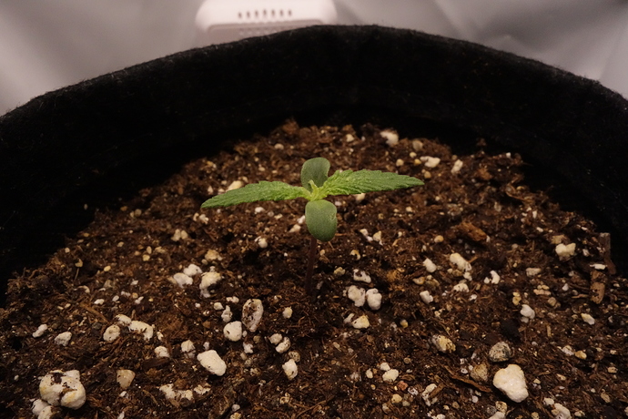 Growreport Bild 3