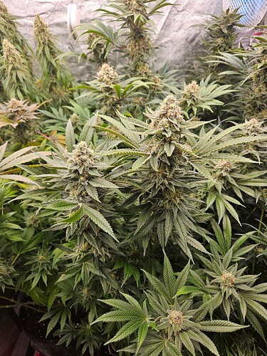 Growreport Bild 26