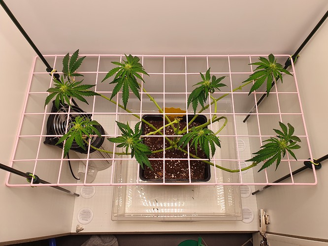 Growreport Bild 8