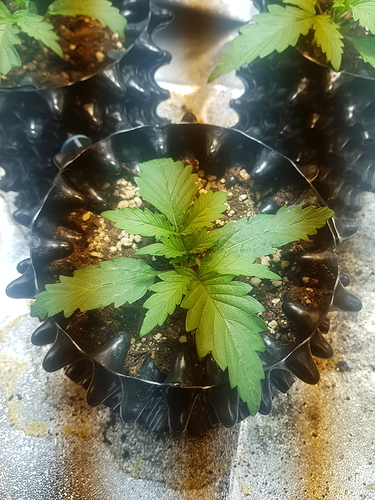 Growreport Bild 5