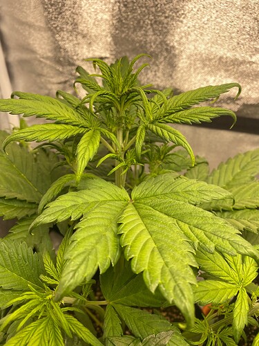 Growreport Bild 2