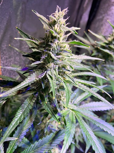 Growreport Bild 4