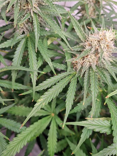 Growreport Bild 5