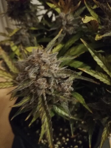 Mimosa_240119-6