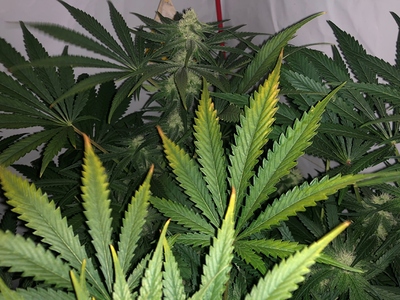 Growreport Bild 3