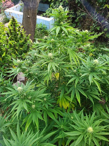 Growreport Bild 11