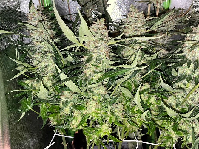 Growreport Bild 7