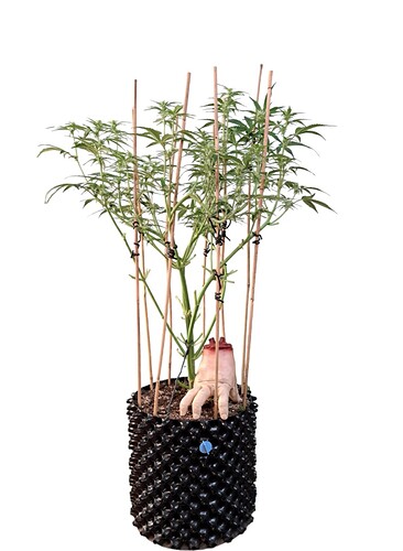Growreport Bild 7