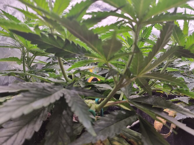 Growreport Bild 42