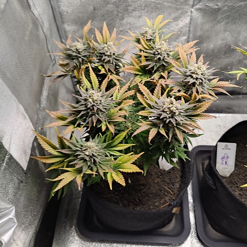 Growreport Bild 20
