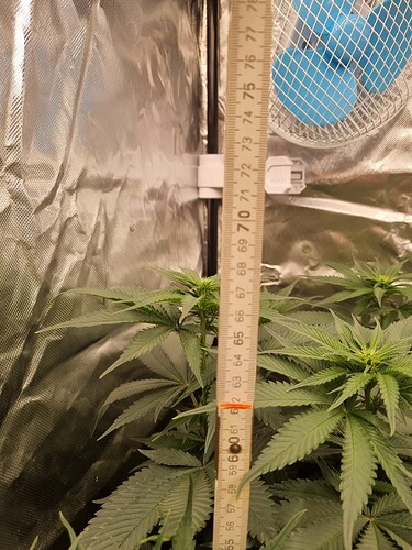 Growreport Bild 34