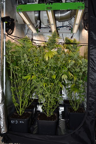Growreport Bild 23