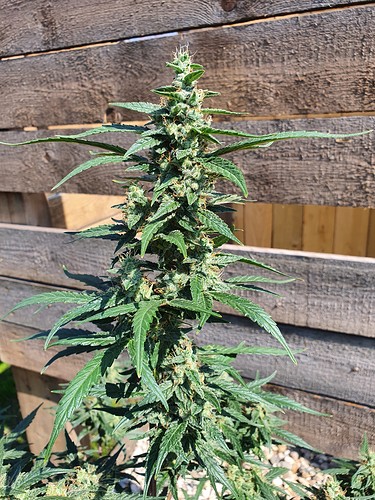 Growreport Bild 5