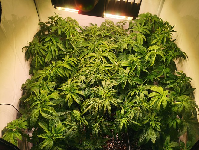Growreport Bild 2
