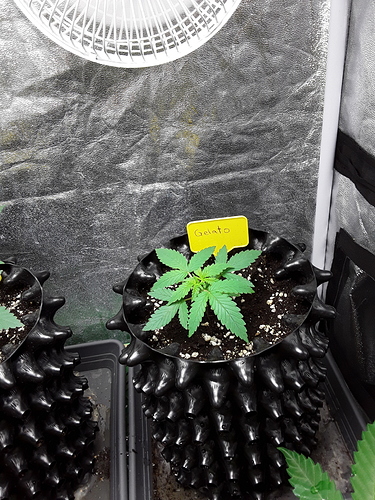 Growreport Bild 4