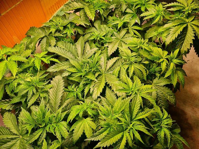 Mehrere junge Cannabispflanzen in voller Blüte, die dicht beieinander in Töpfen stehen.