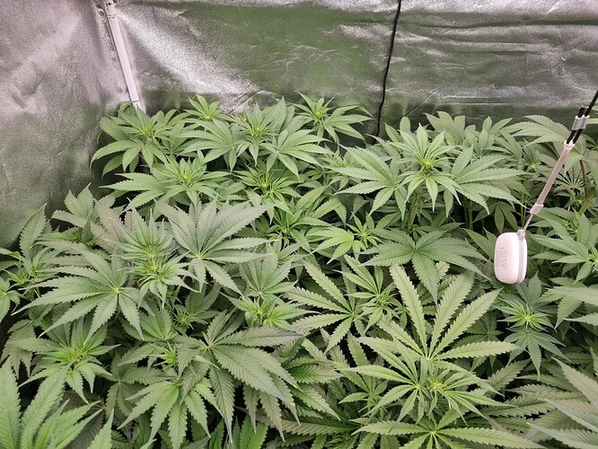 Growreport Bild 55