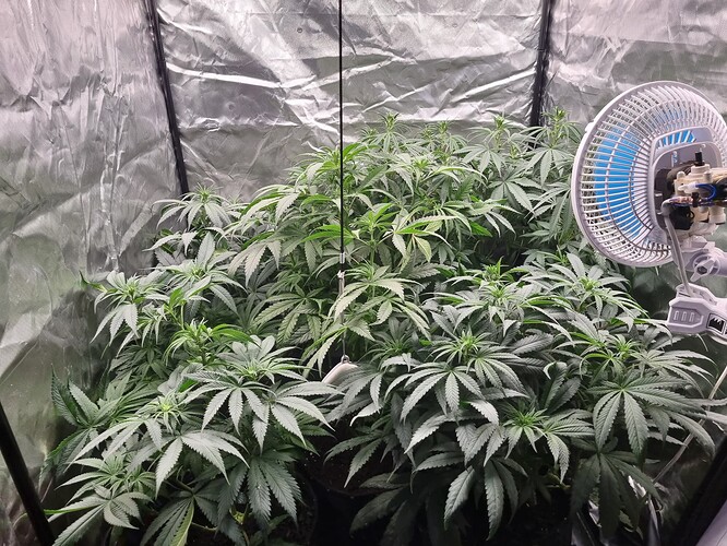 Growreport Bild 44