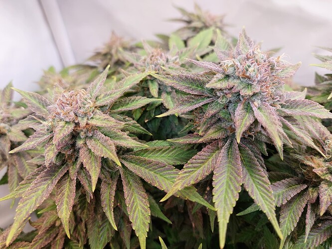 Growreport Bild 8