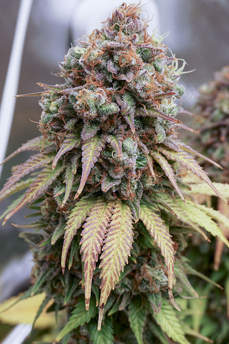 Growreport Bild 2