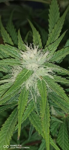 Growreport Bild 25