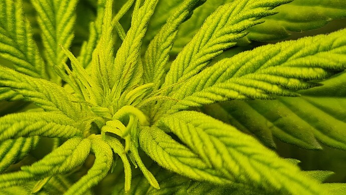 Growreport Bild 3