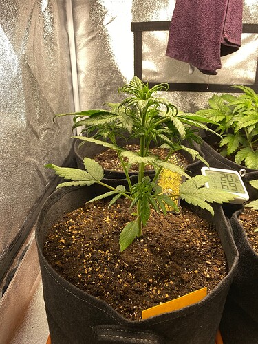 Growreport Bild 5