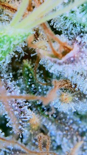 Growreport Bild 5